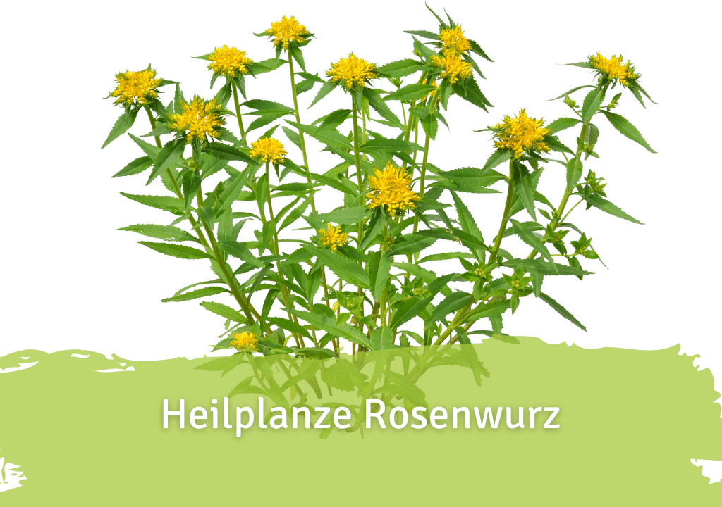 Rosenwurz – Wirkung und Anwendung der Heilpflanze