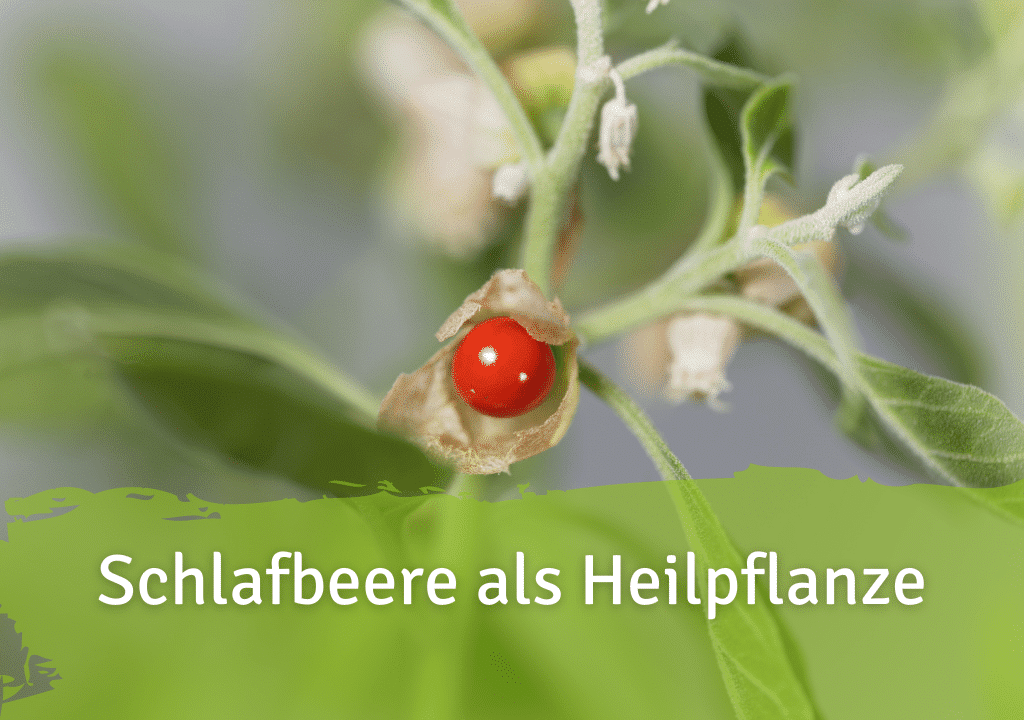 Schlafbeere als Heilpflanze bei Stress, Unruhe und Schlafstörungen