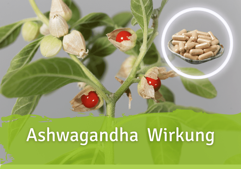 Ashwagandha Wirkung