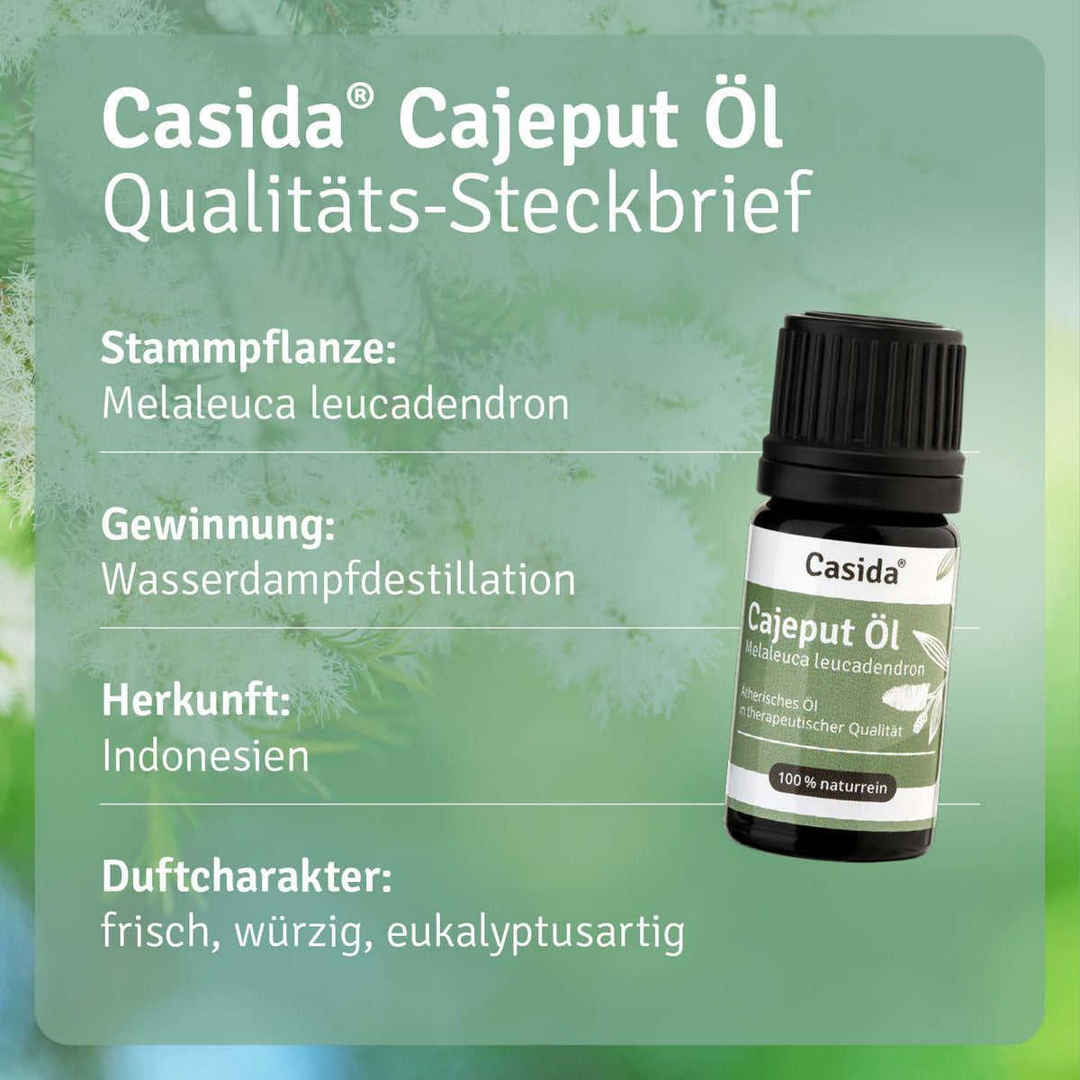 Cajeput Öl Pflanze