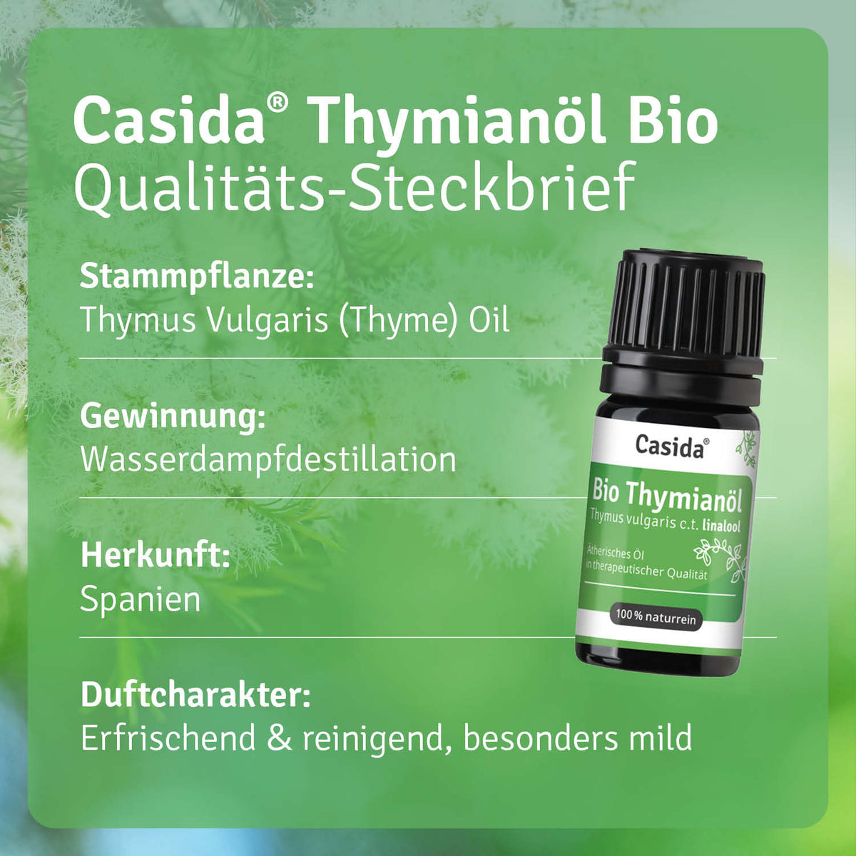 Thymianöl Bio linalool Pflanze