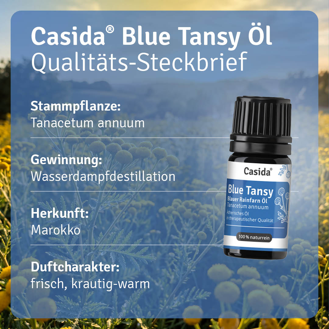 Casida Blue Tansy Öl neben einem Steckbrief zu Tanacetum annuum, Gewinnung, Herkunft und Duft
