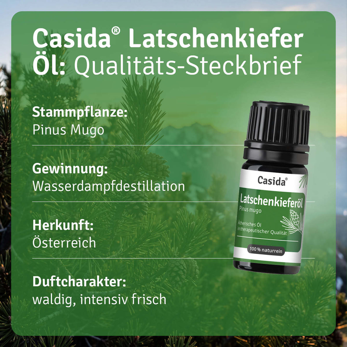 Steckbrief zu Casida Latschenkieferöl mit Pinus mugo, Wasserdampfdestillation und Herkunft Österreich