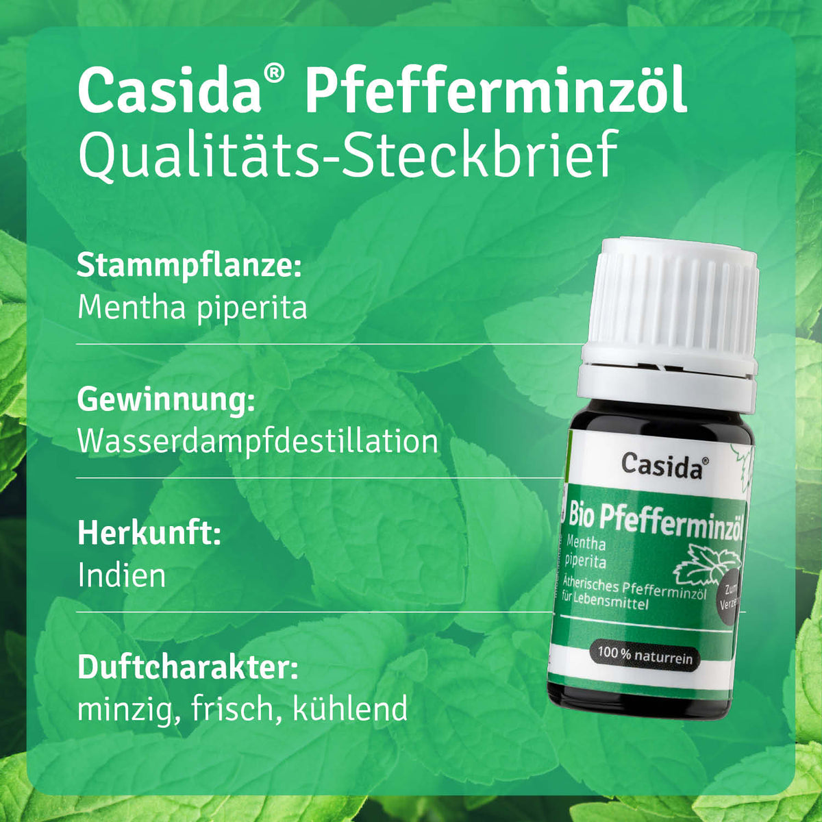 Pfefferminzöl BIO zum Verzehr innerlich Pflanze