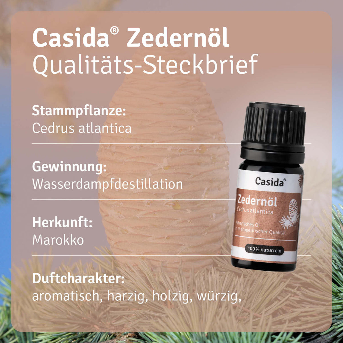 Zedernöl Pflanze