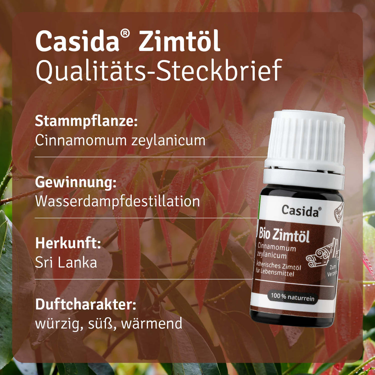 Zimtöl BIO zum Verzehr innerlich Pflanze