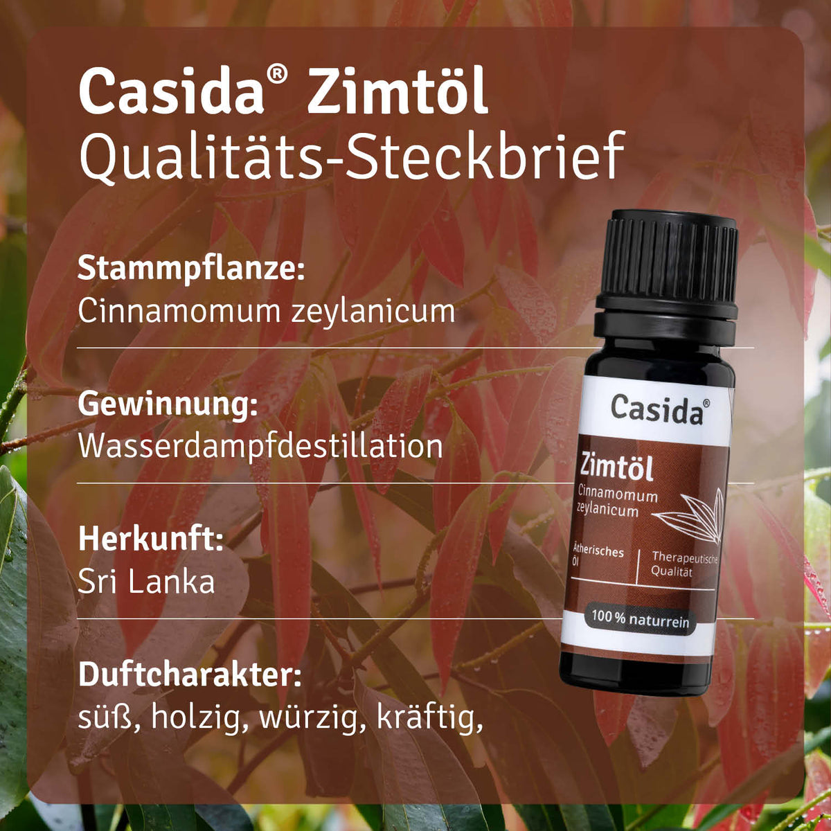 Zimtöl Pflanze