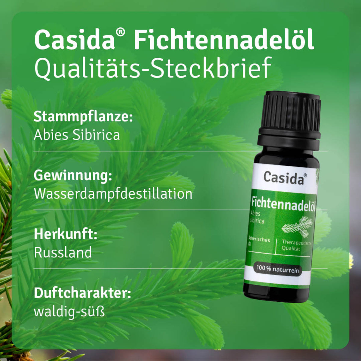 Fichtennadelöl Pflanze