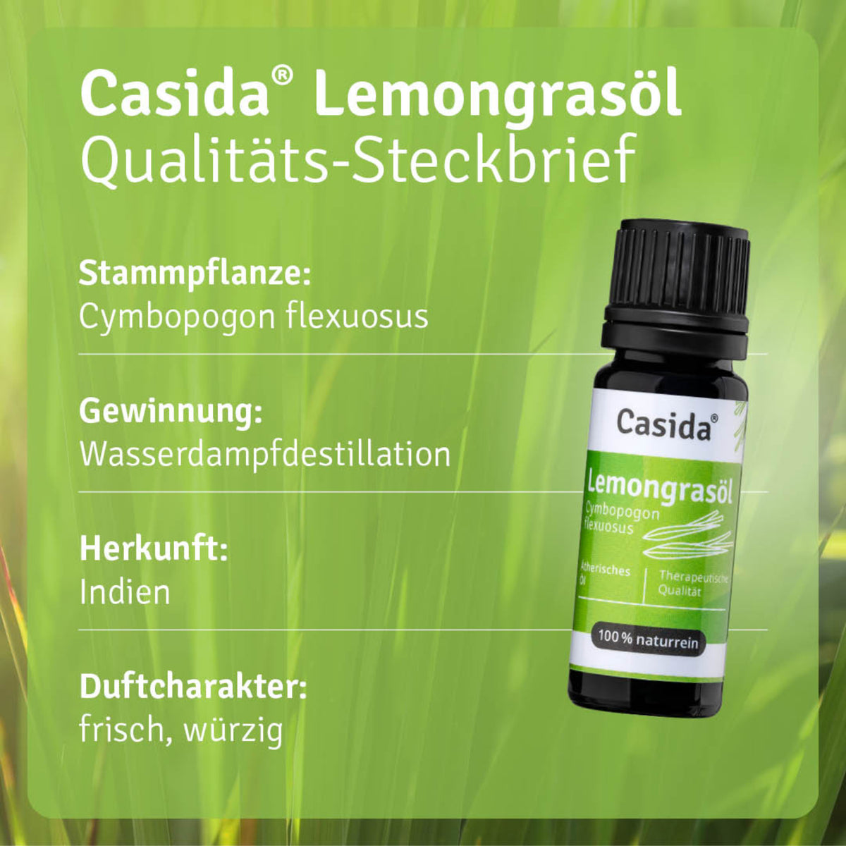 Lemongrasöl / Zitronengrasöl Pflanze