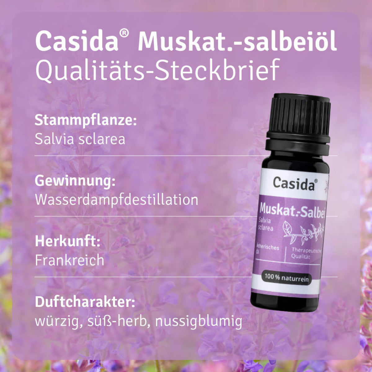 Muskatellersalbeiöl - Clary Sage Pflanze