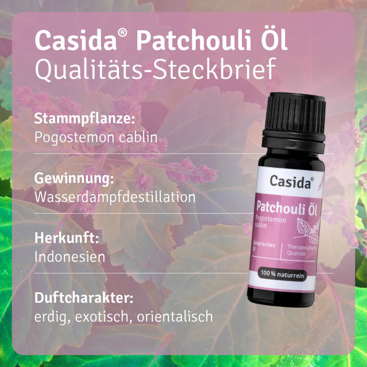 Patchouli Öl Pflanze