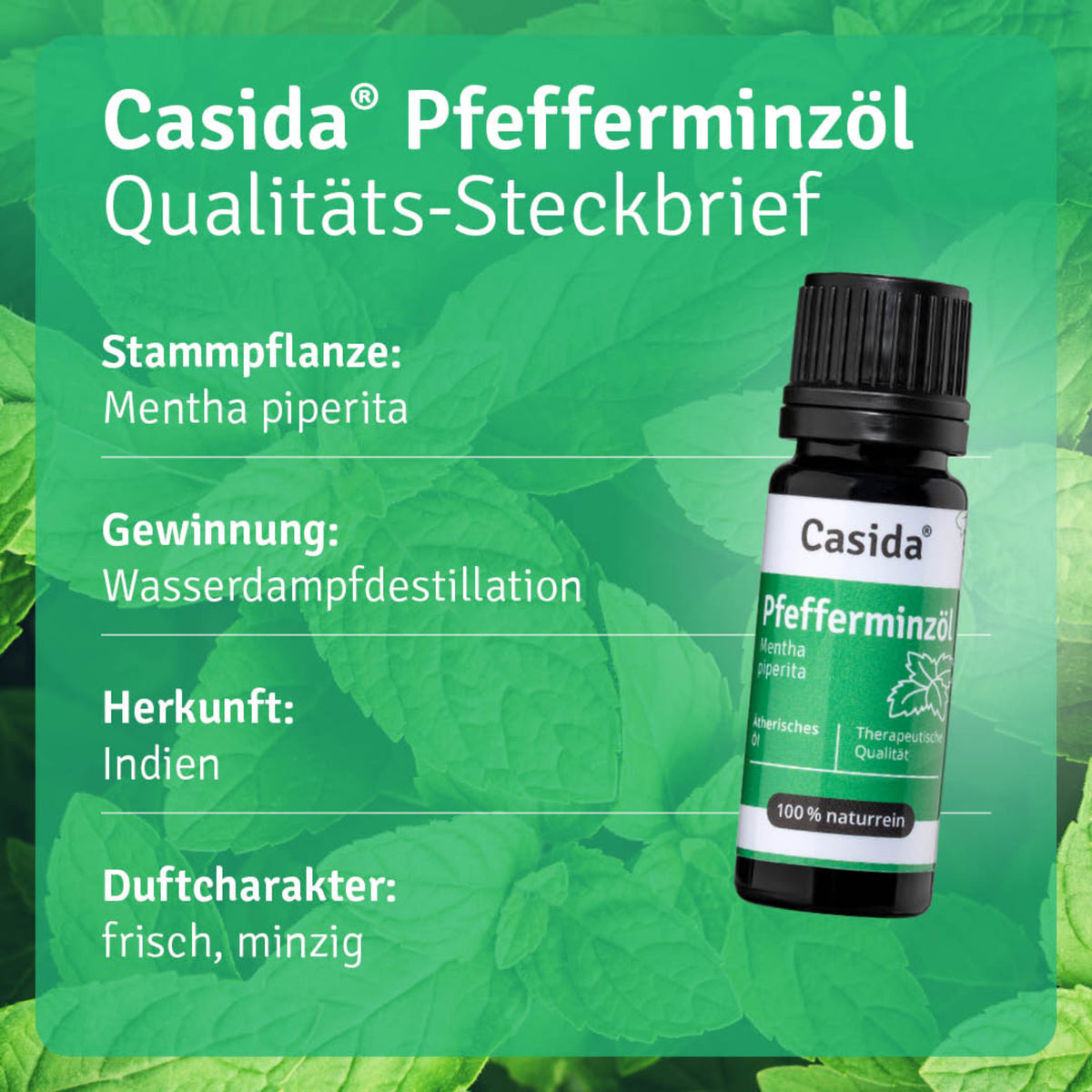 Pfefferminzöl Pflanze
