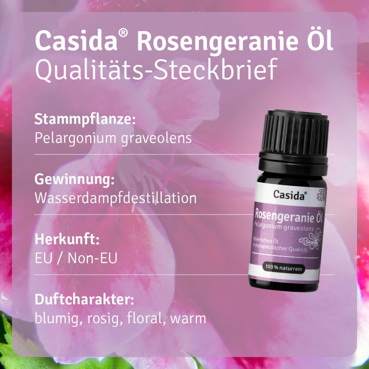Rosengeranie Öl Pflanze