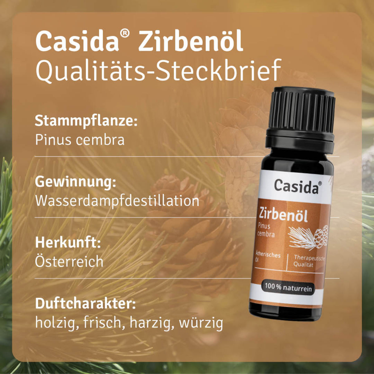 Zirbenöl Pflanze