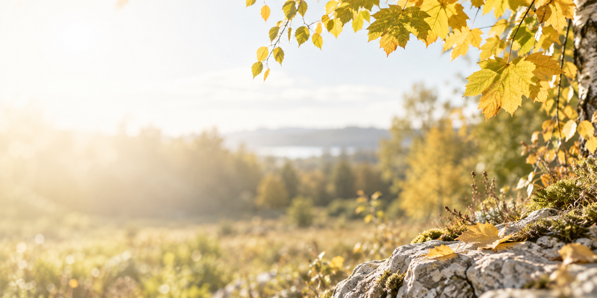 Goldenes Herbstlaub im Morgenlicht über einer hellen Wiesenlandschaft.