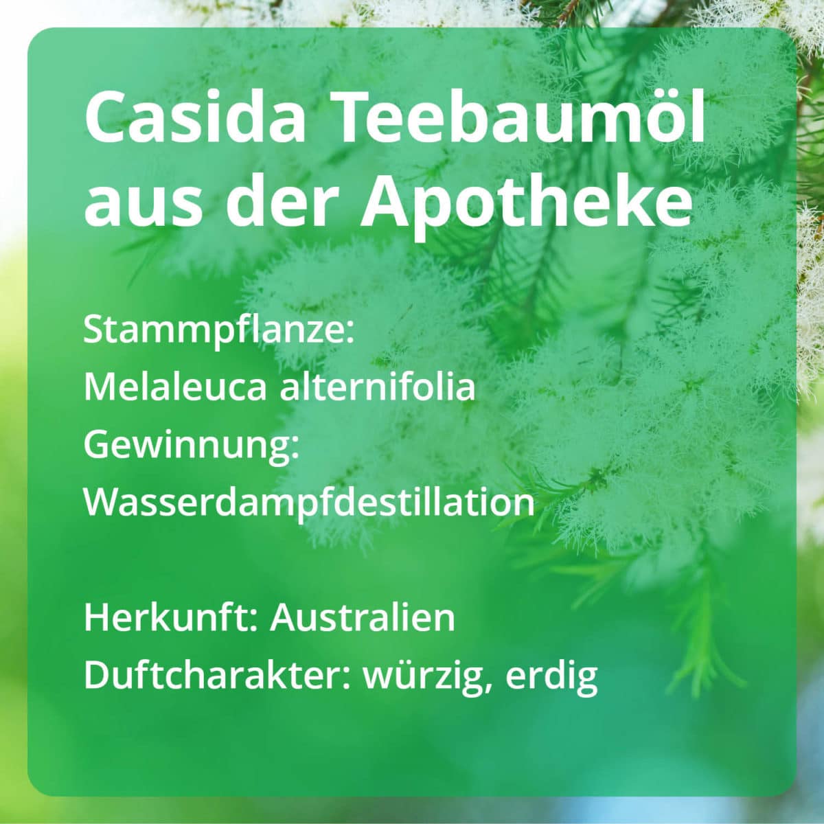 Casida Tea Tree Oil naturrein – 10 ml 15880774 PZN Apotheke ätherische Öle Melaleuca alternifolia Hautpflege Nagelpilz3