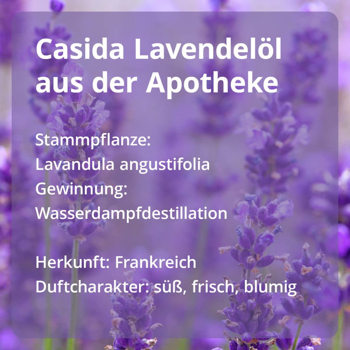 Casida Lavendelöl Stammpflanze Gewinnung Herkunft naturrein