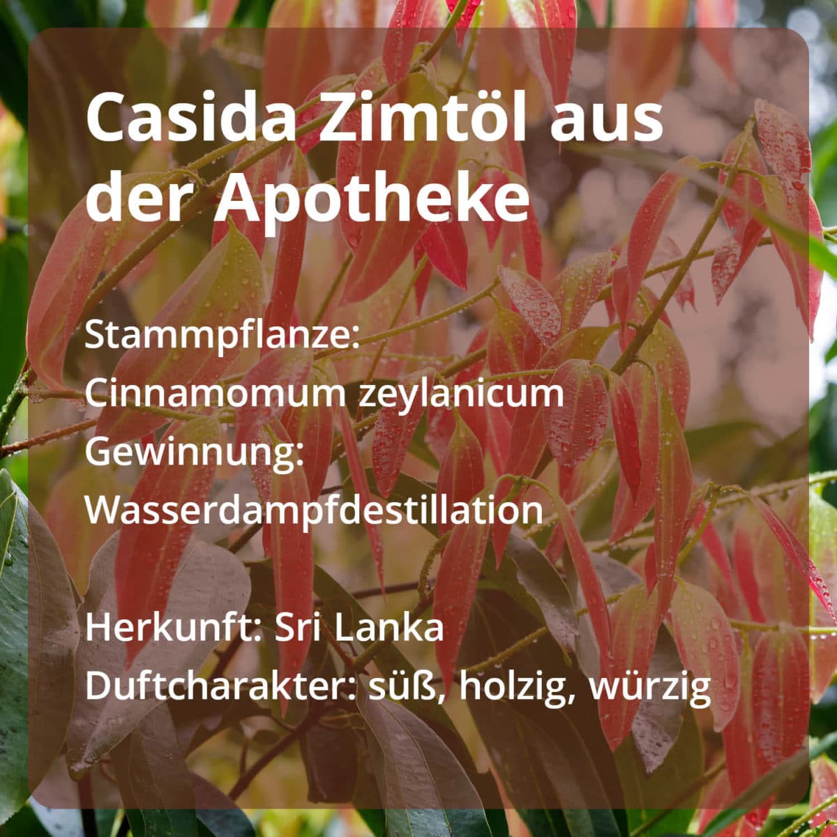 Casida Cinnamon Oil Cinnamomum zeylanicum naturrein – 10 ml 16486826 PZN Apotheke ätherische Öle Diffuser Blätter und Zweige3