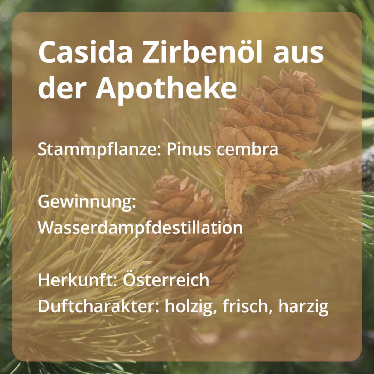 Casida Zirbenöl Pinus cembra naturrein – 10 ml 16486743 PZN Apotheke Zirbelkiefernöl ätherische Öle Diffuser3