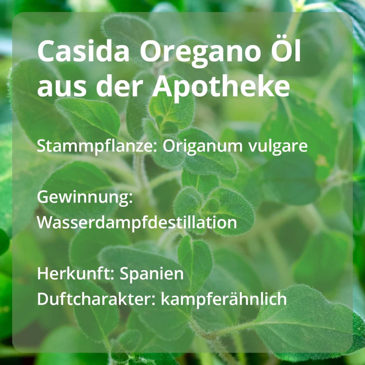 Oregano Öl Casida PZN 16486789 Ätherische Öle Stammpflanze Gewinnung Herkunft naturrein