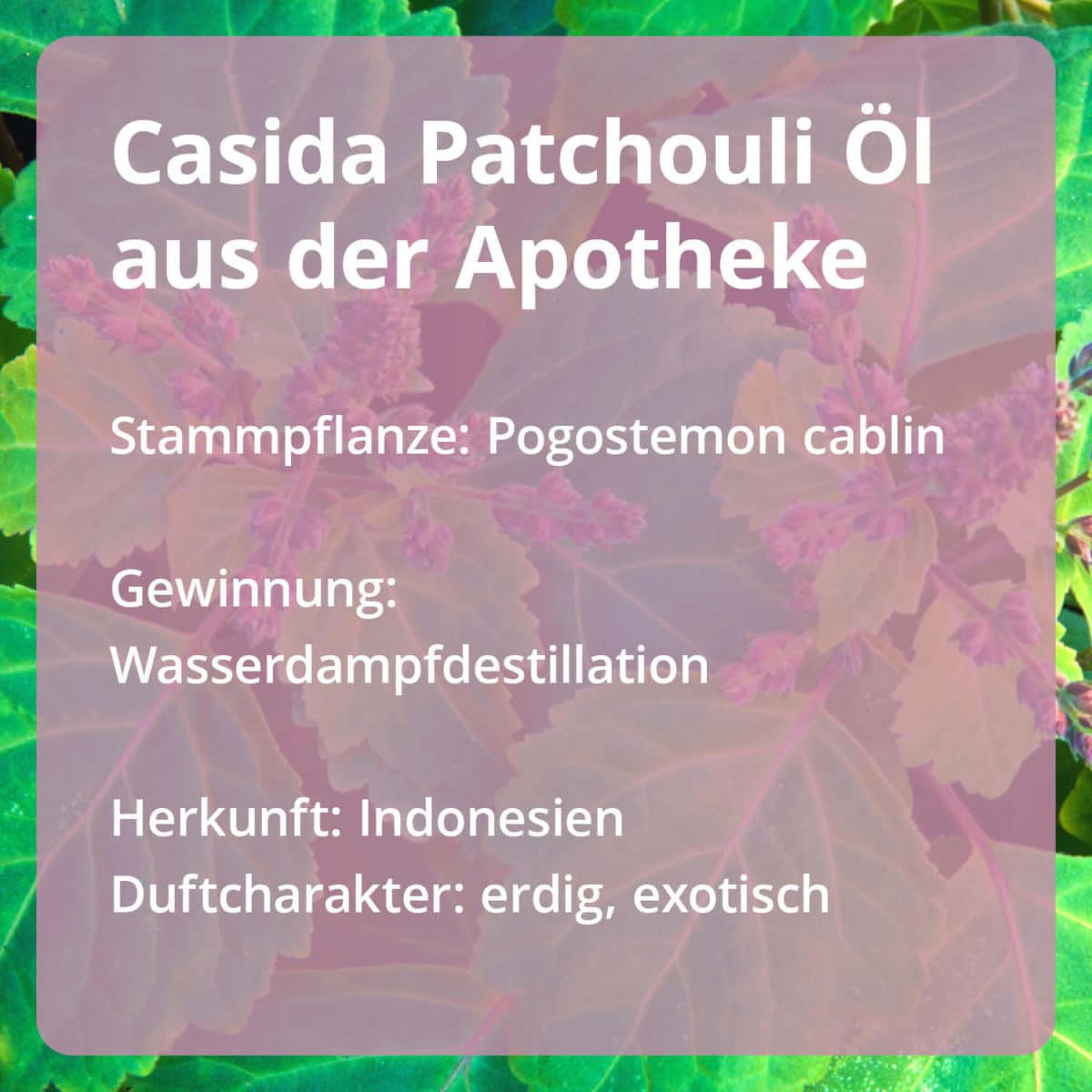 Casida Patchouli Oil PZN 16486795 Ätherische Öle Stammpflanze Gewinnung Herkunft naturrein