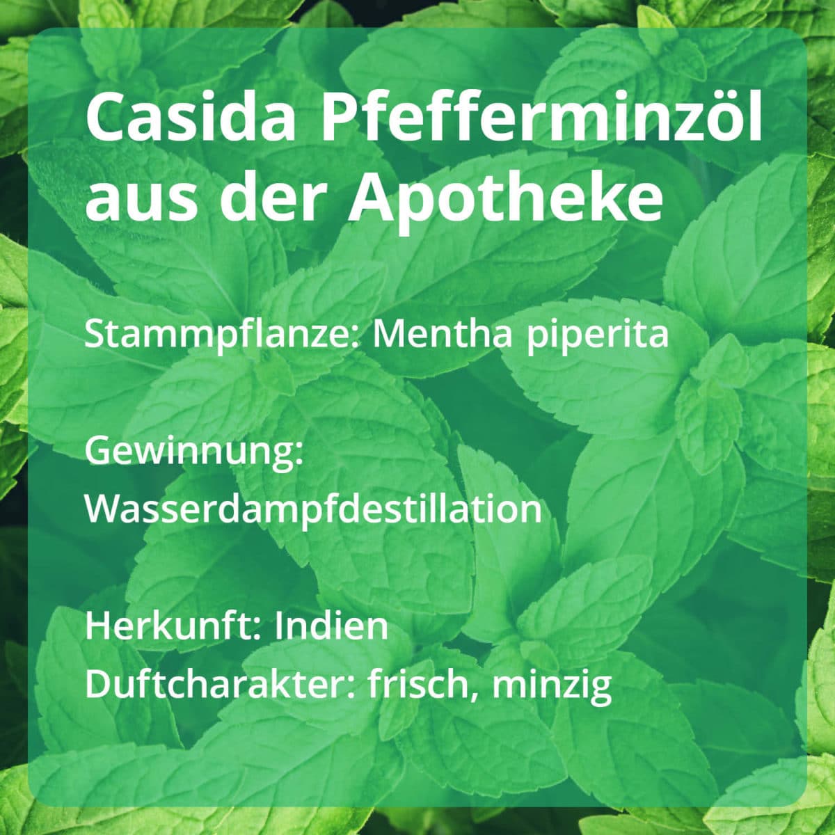 Casida Peppermint Oil PZN 15880751 Ätherische Öle Stammpflanze Gewinnung Herkunft naturrein