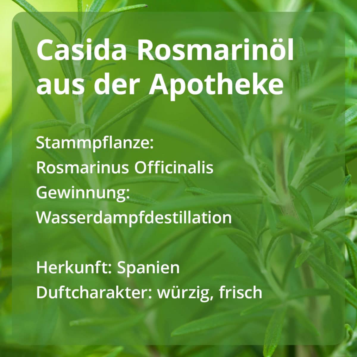Rosemary oil Casida PZN 15880768 Ätherische Öle Stammpflanze Gewinnung Herkunft naturrein