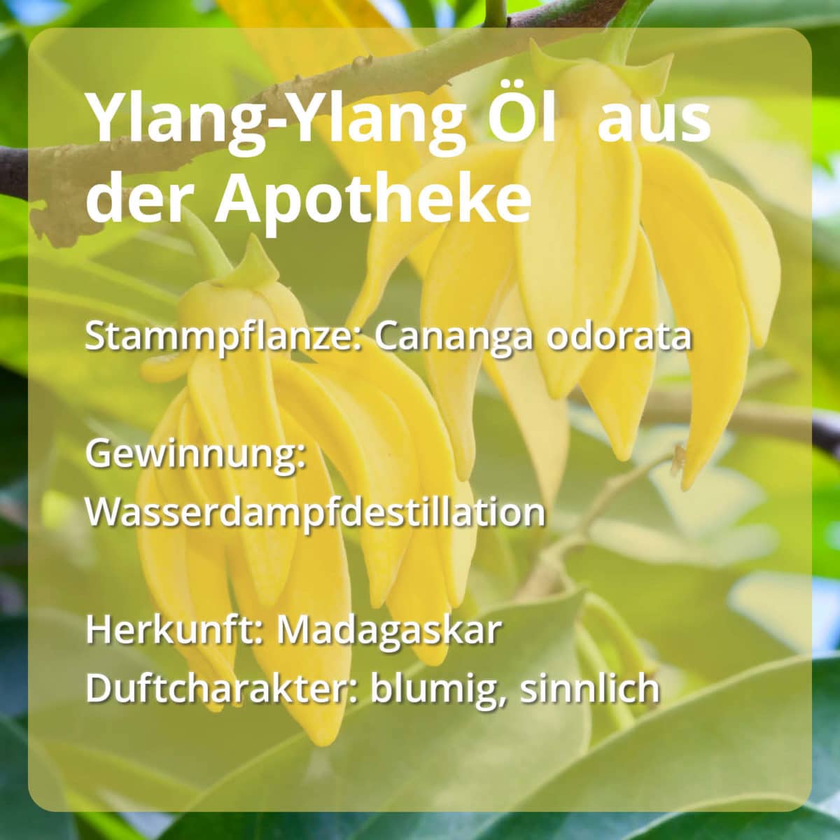 Ylang-Ylang Öl Casida PZN 16486766 Ätherische Öle Stammpflanze Gewinnung Herkunft naturrein
