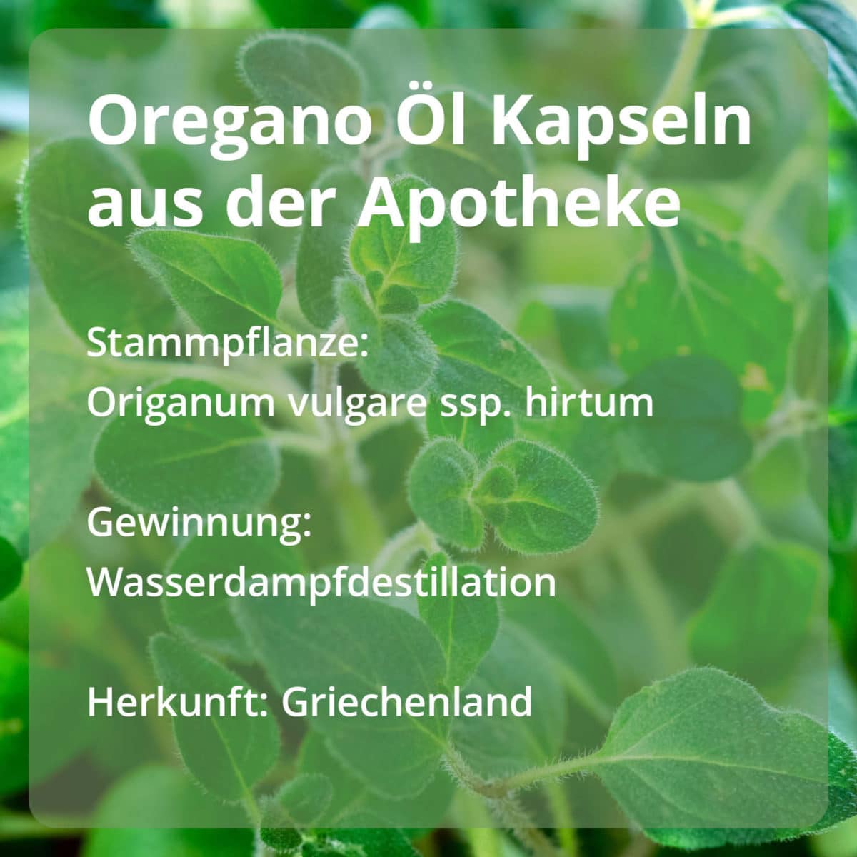 Casida Oregano Öl Kapseln Origanum vulgare ssp. Hirtum naturrein 10 ml PZN DE 18181321 PZN AT 56793213